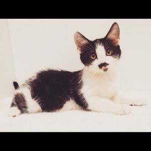 Meet your Posher, Daisy